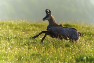 A chamois leaps briskly through a green meadow, chamois, chamois, (Rupicapra rupicaprae), wildlife,