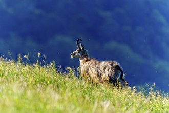 A chamois looks attentively over a hilly meadow against a blue background, chamois, chamois,
