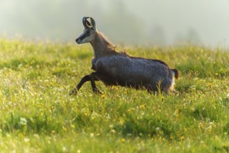 A chamois runs dynamically through a sunny meadow in the morning light, chamois, chamois,