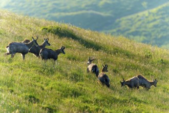 A group of chamois climbing a sunny, green mountain slope, chamois, chamois, (Rupicapra