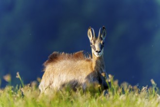 A chamois stares alertly and curiously into the camera in a meadow, chamois, chamois, (Rupicapra