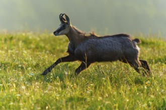 A chamois runs swiftly through a wide, lush green meadow, chamois, chamois, (Rupicapra rupicaprae),