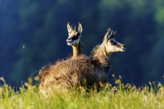 Two chamois stand attentively in a meadow in front of a dark blue background, chamois, chamois,
