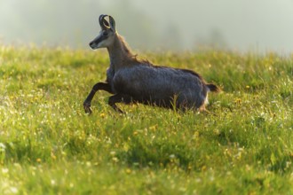 A chamois in energetic movement through a meadow flooded with light, chamois, chamois, (Rupicapra