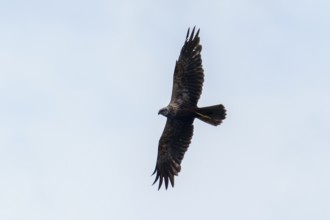 A bird of prey glides high in the sky, the silhouette is clearly recognisable, marsh harrier