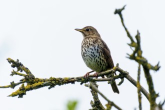 Song thrush sits quietly on a mossy branch. The background is soft and conveys a peaceful