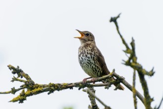 Song thrush singing loudly on a moss-covered branch. The beak is open, the scene looks lively, song
