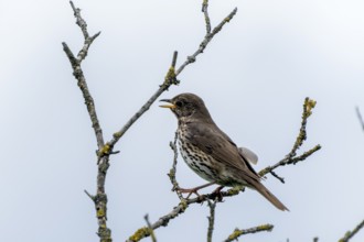 Song thrush sitting sideways on a branch, surrounded by moss-covered twigs. The scene is calm and