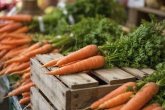Fresh orange carrot with leafy top on market stall. Rustic vegetable display bathed in natural