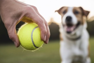 Close up of hand holding tennis ball with dog waiting. Concept of anticipation, companionship, and