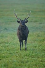 Sika deer (Cervus nippon), proud with antlers at dawn in a vast meadow, Germany
