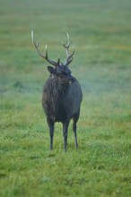 Sika deer (Cervus nippon), with impressive antlers on a green meadow, surrounded by grass, Germany