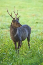 Sika deer (Cervus nippon), in tall grass, attentively observing the surroundings, Germany