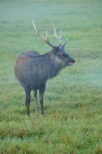 Sika deer (Cervus nippon), on a green meadow, curiously looking around, Germany