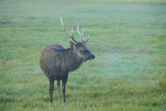 Sika deer (Cervus nippon), standing alone in a foggy meadow, Germany