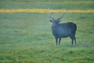 Sika deer (Cervus nippon), with magnificent antlers in the morning mist in a meadow, Germany