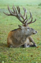 Red deer (Cervus elaphus), with impressive antlers sitting in an open meadow, Germany