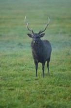 Sika deer (Cervus nippon), at dusk on a green meadow with majestic antlers, Germany