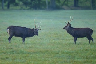 Sika deer (Cervus nippon), two sika deer during the rutting season, on a wide, green meadow,