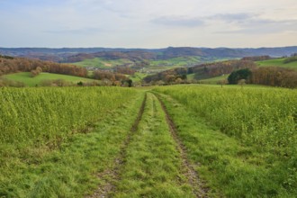 Ruts lead through green fields in an expansive landscape, Winterkasten, Lindenfels, Bergstrasse