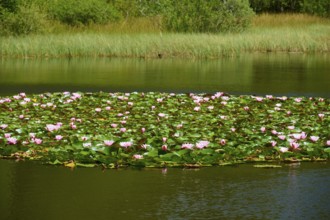 Lush water lily bloom on a quiet lake surrounded by dense vegetation, Mülbener See, Mülben,