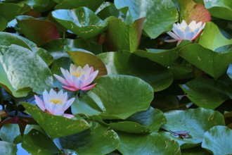 White and pink water lilies blooming on dense green leaves in the pond, Mülbener See, Mülben,