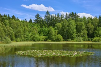 Tranquil lake with water lilies surrounded by dense forests under a clear blue sky, Mülbener See,