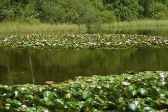 Pond covered with water lilies and surrounded by dense green vegetation in a peaceful atmosphere,