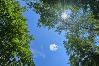 View through treetops to the sky, sunbeams breaking through the dense foliage, Mülbener See,