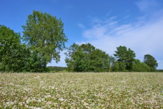 Buckwheat (Fagopyrum esculentum), field under a clear blue sky and surrounded by trees, Mülben,