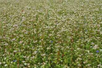 Buckwheat (Fagopyrum esculentum), close-up view of a dense field full of flowering plants, Mülben,