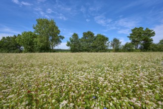 Buckwheat (Fagopyrum esculentum), field under blue sky, surrounded by trees, Mülben, Waldbrunn,