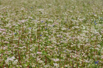 Dense field of flowering buckwheat (Fagopyrum esculentum), with bright flora, Mülben, Waldbrunn,