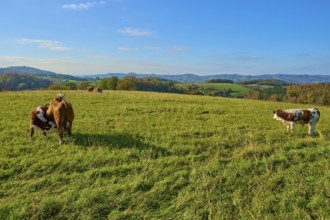 Cows standing relaxed on a green meadow surrounded by hills under a clear sky, Vöckelsbach,