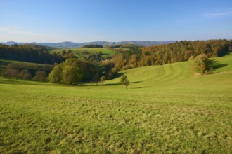 Wide hills with green meadows and autumnal trees under a clear blue sky, Vöckelsbach, Mörlenbach,