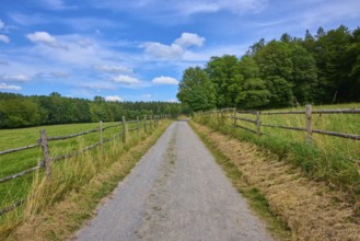 Straight country lane flanked by meadows and wooden fences, leading into a dense tree line under a