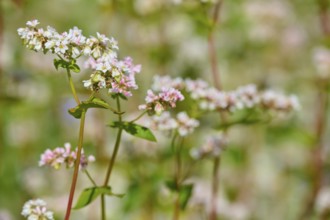Buckwheat (Fagopyrum esculentum), flowers in pastel colours in close-up with blurred background,