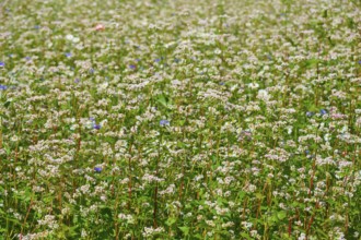 Buckwheat (Fagopyrum esculentum), with numerous flowers Mülben, Waldbrunn, Neckar-Odenwald-Kreis,