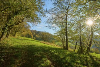 Forest clearing with sunbeams and green thicket under a blue sky, Vöckelsbach, Mörlenbach,