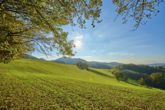 Green hills and trees, illuminated by the sun, creating a peaceful natural atmosphere, Vöckelsbach,