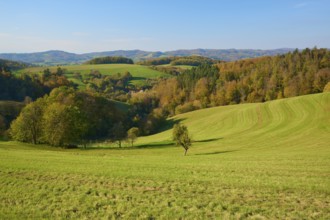 Green hills with meadows and autumnal trees that exude a peaceful rural charm, Vöckelsbach,