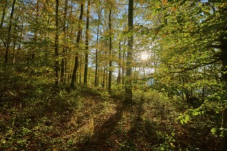 Autumn sunlight penetrates the trees of a forest and creates a quiet, warm atmosphere, Vöckelsbach,