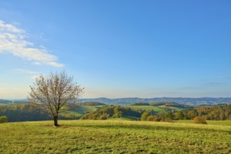 Single tree on a wide meadow under a clear blue sky, Vöckelsbach, Mörlenbach, Bergstrasse district,