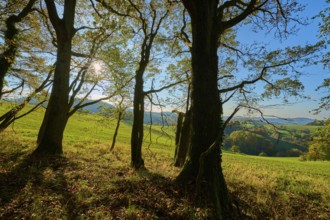 Trees cast shadows in a meadow under sunny sky, Vöckelsbach, Mörlenbach, Bergstrasse district,