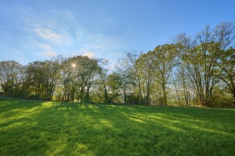 Rays of sunlight penetrate a row of trees casting shadows on a green meadow, Vöckelsbach,