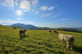 Cows grazing under the bright sun on a wide, green pasture field with a picturesque landscape,