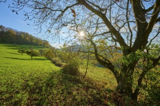 Sunny landscape with trees and hills under a clear sky, Vöckelsbach, Mörlenbach, Bergstrasse