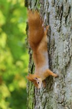 Eurasian squirrel (Sciurus vulgaris), climbing upside down on a tree trunk, surrounded by green