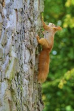 Eurasian squirrel (Sciurus vulgaris), dynamically climbing up a tree trunk in the forest, Germany