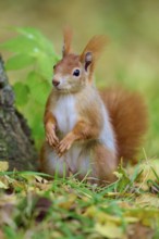 Eurasian squirrel (Sciurus vulgaris), sitting attentively in the grass, ready to jump around,